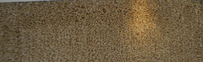 carpet-color-repair-spring-hill-tn